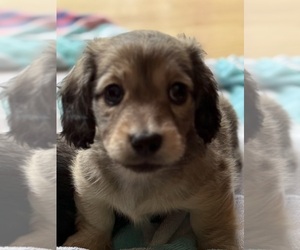 Dachshund Puppy for sale in LANEXA, VA, USA