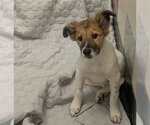 Small Australian Shepherd Mix