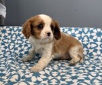 Small #1 Cavalier King Charles Spaniel