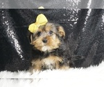 Small #5 Morkie