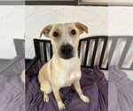 Small Photo #7 Labrador Retriever-Unknown Mix Puppy For Sale in Chico, CA, USA