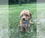 Small #10 Poodle (Miniature)