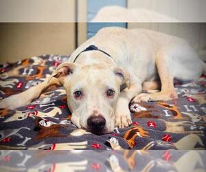 Labrador Retriever Dogs for adoption in Orlando, FL, USA