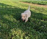 Small Photo #12 Golden Retriever Puppy For Sale in WOOSTER, OH, USA