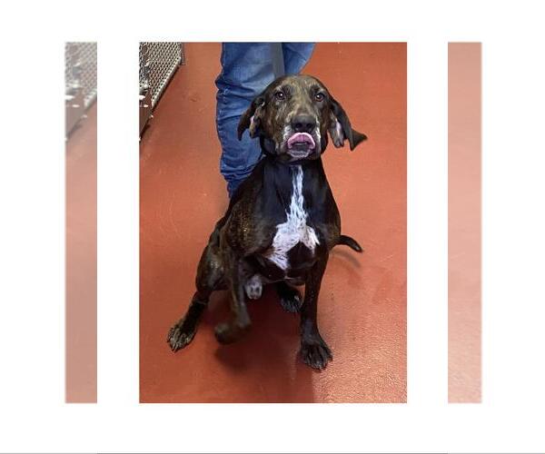 Medium Photo #2 Plott Hound-Unknown Mix Puppy For Sale in Westminster, MD, USA