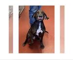 Small #1 Plott Hound Mix