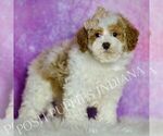 Small #1 Maltipoo (Miniature)