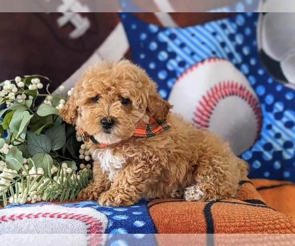 Medium Photo #3 Poodle (Toy) Puppy For Sale in NEW PROVIDENCE, PA, USA