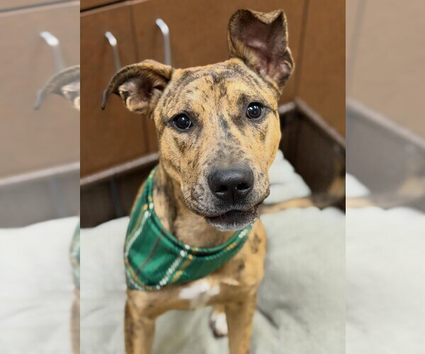 Medium Photo #1 Black Mouth Cur-Unknown Mix Puppy For Sale in Canton, CT, USA