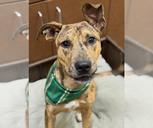 Black Mouth Cur-Unknown Mix Dogs for adoption in Canton, CT, USA