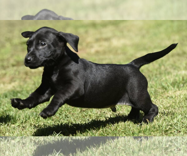 Medium Photo #5 Dachsador Puppy For Sale in Mechanicsburg, PA, USA