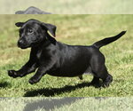 Small #4 Dachsador
