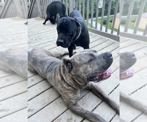 Mother of the Cane Corso puppies born on 06/13/2025