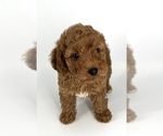 Small Photo #3 Poodle (Toy) Puppy For Sale in BATESBURG, SC, USA
