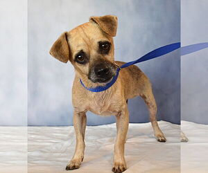 Pug-Unknown Mix Dogs for adoption in Holly Springs, NC, USA