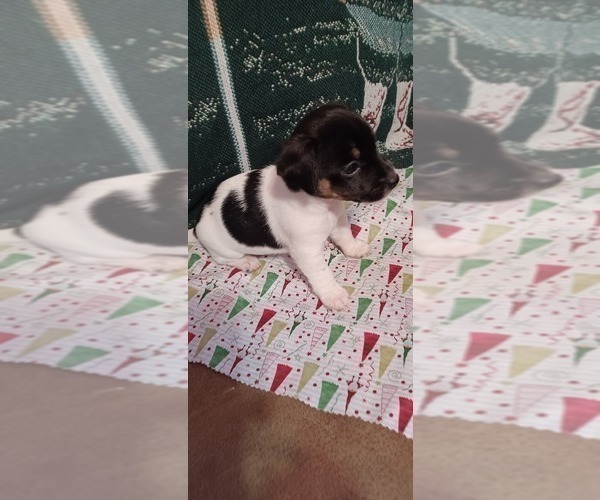 Medium Photo #5 Jack Russell Terrier Puppy For Sale in TOMS RIVER, NJ, USA