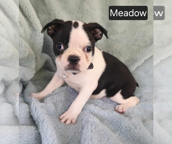 Medium Photo #2 Boston Terrier Puppy For Sale in MINERAL WELLS, WV, USA
