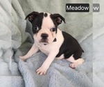 Small #1 Boston Terrier