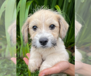 Shorgi Puppy for sale in FAIRBANK, IA, USA