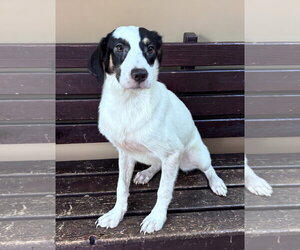 Beyonce ~ meet me! - Female Australian Shepherd-Beagle Mix Dog for Adoption - Photo #3