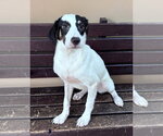 Small Photo #3 Australian Shepherd-Beagle Mix Puppy For Sale in Southbury, CT, USA