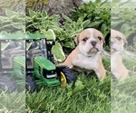 Small Photo #3 Bulldog Puppy For Sale in KOKOMO, IN, USA