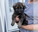 Small Photo #31 German Shepherd Dog Puppy For Sale in AURORA, SD, USA