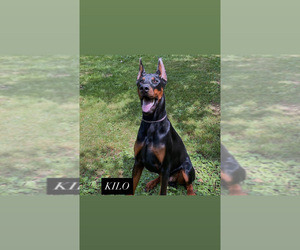 Father of the Doberman Pinscher puppies born on 06/03/2025