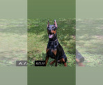 Small Photo #1 Doberman Pinscher Puppy For Sale in MERCED, CA, USA