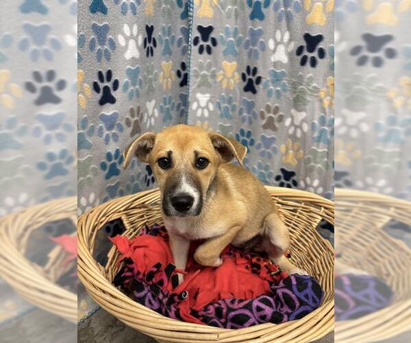 Medium Photo #1 Borador Puppy For Sale in Rosenberg, TX, USA