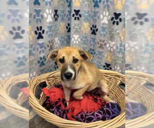 Borador Dogs for adoption in Rosenberg, TX, USA
