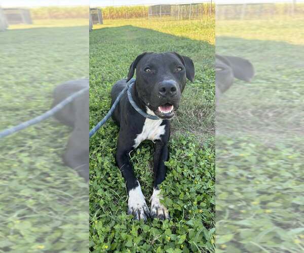 Medium Photo #3 Mutt Puppy For Sale in Abbeville, LA, USA