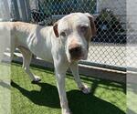Small #1 Mastiff Mix