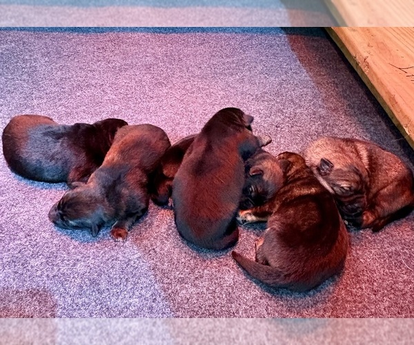 Medium Photo #1 German Shepherd Dog Puppy For Sale in BEULAVILLE, NC, USA