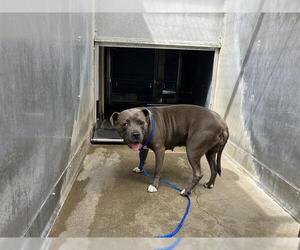 Mutt Dogs for adoption in Camarillo, CA, USA