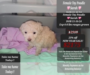 Poodle (Toy) Puppy for Sale in TUCSON, Arizona USA