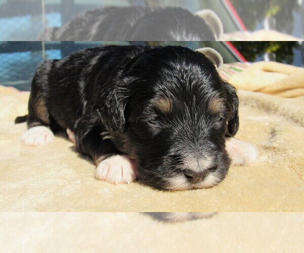 Medium Photo #1 Bernedoodle Puppy For Sale in BIG ROCK, IL, USA