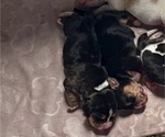 Puppy AKC Lil Girl 2 Basset Hound