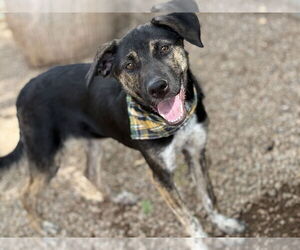 Labrador Retriever-Unknown Mix Dogs for adoption in Phoenix, AZ, USA