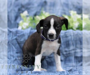 Boston Terrier-Cock-A-Poo Mix Puppy for sale in PORT ROYAL, PA, USA