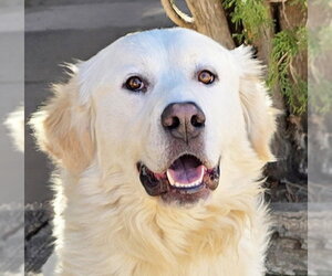 Great Pyrenees Dogs for adoption in Albuquerque, NM, USA
