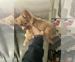 Small Photo #3 Chiranian Puppy For Sale in CRESTVIEW, FL, USA