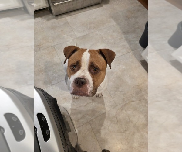 Medium Photo #1 American Bulldog Puppy For Sale in STAFFORD, VA, USA