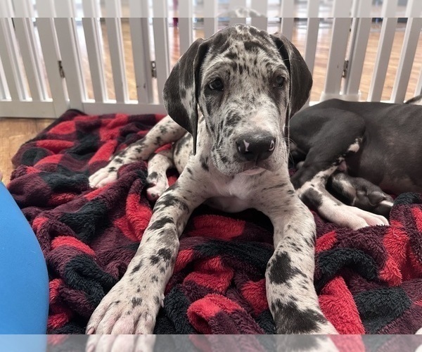 Medium Photo #1 Great Dane Puppy For Sale in WILLIS, TX, USA