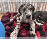 Puppy Nambu Great Dane