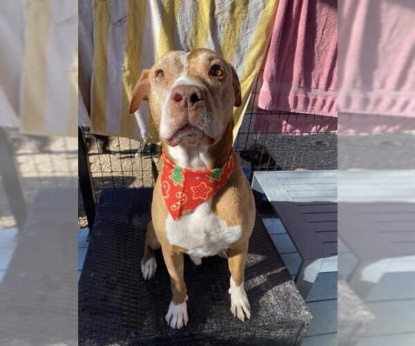 Medium Photo #2 American Staffordshire Terrier-Unknown Mix Puppy For Sale in San Antonio, TX, USA