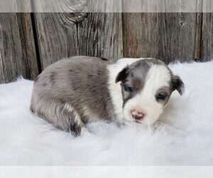 Australian Shepherd Puppy for sale in CARTHAGE, IL, USA