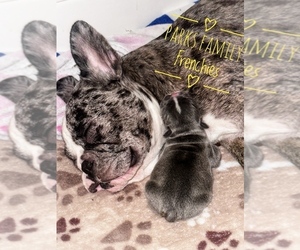 Mother of the French Bulldog puppies born on 08/12/2023