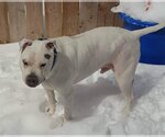 Small Photo #15 American Pit Bull Terrier-Unknown Mix Puppy For Sale in New York, NY, USA
