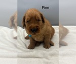 Small #6 Golden Retriever